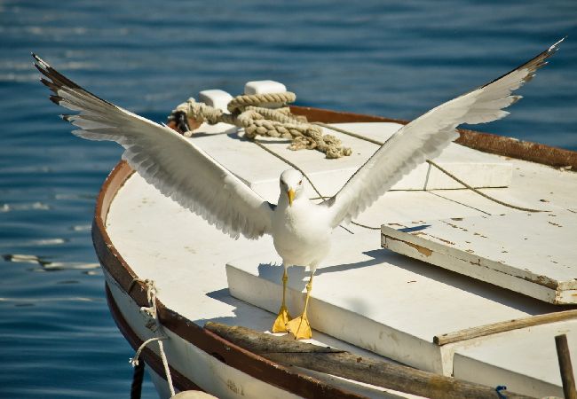 Апартаменты на Nerezine - Aпартамент в Нерезине c Спутниковое / кабельное телевидение, WIFI, Балкон / Терраса, инвалидности (4827-2) Апартаменты на Nerezine - Aпартамент в Нерезине c Спутниковое / кабельное телевидение, WIFI, Балкон / Терраса, инвалидности (4827-2)