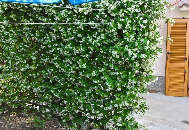 Rent by room на Nerezine - Комната в Нерезине c терраса, WIFI (4827-5) Rent by room на Nerezine - Комната в Нерезине c терраса, WIFI (4827-5)