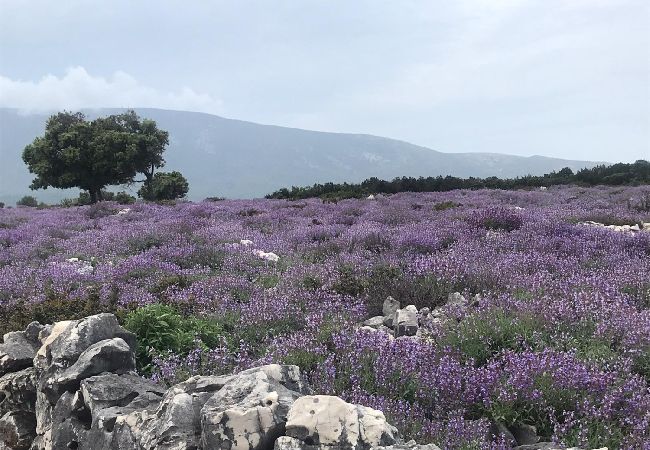 Апартаменты на Mali Lošinj - Квартира в Мали Лошинь с террасой, кондиционером, Wi-Fi (4913-1) Апартаменты на Mali Lošinj - Квартира в Мали Лошинь с террасой, кондиционером, Wi-Fi (4913-1)