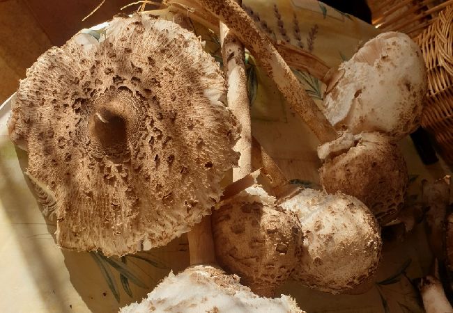 Квартира-студия на Mali Lošinj - Квартира-студия в Мали Лошинь с террасой, кондиционером, Wi-Fi (4913-2) Квартира-студия на Mali Lošinj - Квартира-студия в Мали Лошинь с террасой, кондиционером, Wi-Fi (4913-2)