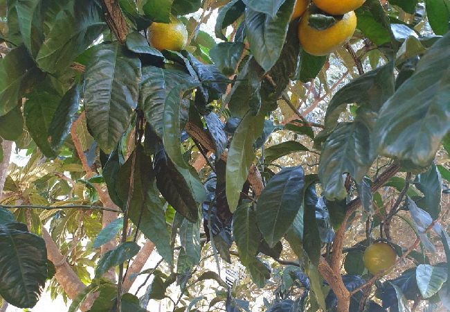 Квартира-студия на Mali Lošinj - Квартира-студия в Мали Лошинь с террасой, кондиционером, Wi-Fi (4913-2) Квартира-студия на Mali Lošinj - Квартира-студия в Мали Лошинь с террасой, кондиционером, Wi-Fi (4913-2)