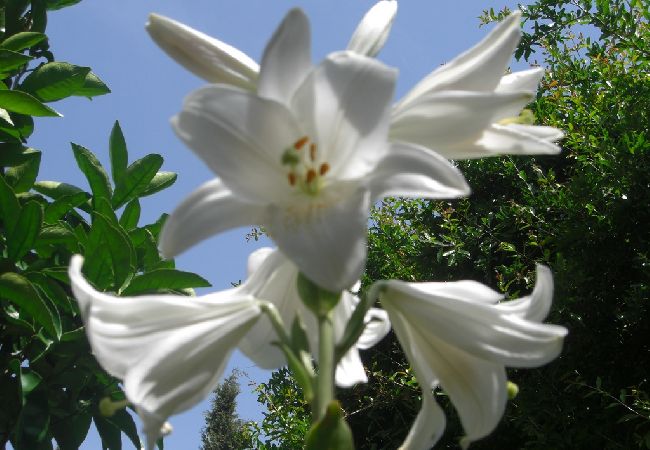 Апартаменты на Okrug Gornji - Aпартамент в Округ Горњи c Вид на море, терраса, Спутниковое / кабельное телевидение, WIFI (5046-2) Апартаменты на Okrug Gornji - Aпартамент в Округ Горњи c Вид на море, терраса, Спутниковое / кабельное телевидение, WIFI (5046-2)