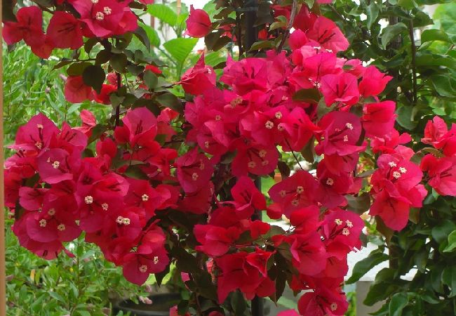 Апартаменты на Okrug Gornji - Aпартамент в Округ Горњи c Вид на море, терраса, Спутниковое / кабельное телевидение, WIFI (5046-2) Апартаменты на Okrug Gornji - Aпартамент в Округ Горњи c Вид на море, терраса, Спутниковое / кабельное телевидение, WIFI (5046-2)