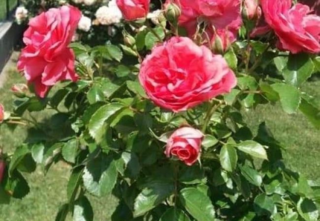 Апартаменты на Vrvari - Apartment in Vrvari with Balcony, Air condition, WIFI, Washing machine (664-1) Апартаменты на Vrvari - Apartment in Vrvari with Balcony, Air condition, WIFI, Washing machine (664-1)