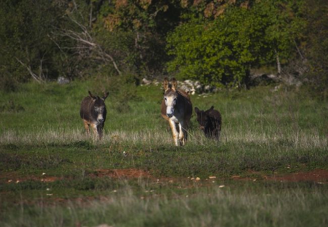 Ferienwohnung in Bašanija - Ferienwohnung in Bašanija mit Balkon, Klimaanlage, W-LAN (113-5) Ferienwohnung in Bašanija - Ferienwohnung in Bašanija mit Balkon, Klimaanlage, W-LAN (113-5)