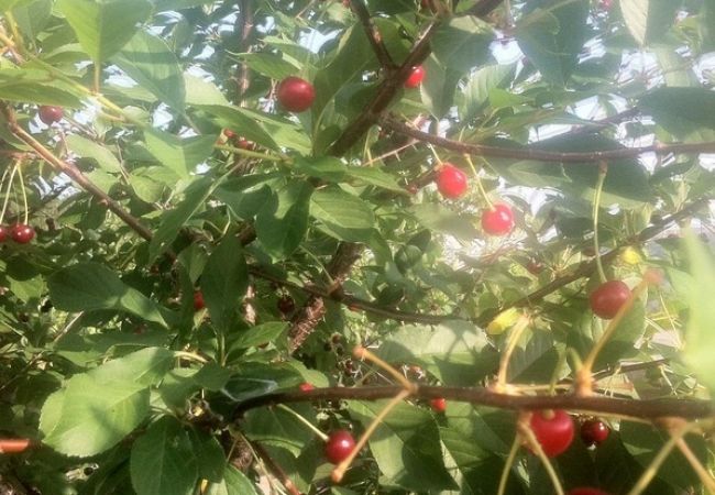 Ferienwohnung in Lopar - Ferienwohnung in Lopar mit Terrasse, Klimaanlage, W-LAN (568-1) Ferienwohnung in Lopar - Ferienwohnung in Lopar mit Terrasse, Klimaanlage, W-LAN (568-1)