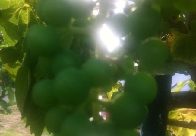 Ferienwohnung in Lopar - Ferienwohnung in Lopar mit Terrasse, Klimaanlage, W-LAN (568-1) Ferienwohnung in Lopar - Ferienwohnung in Lopar mit Terrasse, Klimaanlage, W-LAN (568-1)