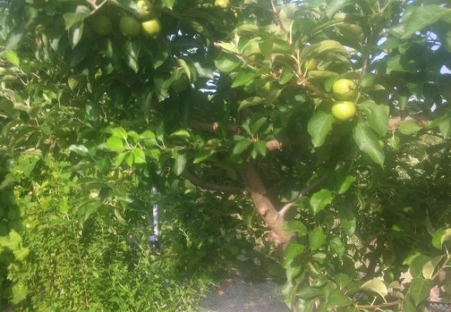 Ferienwohnung in Lopar - Ferienwohnung in Lopar mit Terrasse, Klimaanlage, W-LAN (568-1) Ferienwohnung in Lopar - Ferienwohnung in Lopar mit Terrasse, Klimaanlage, W-LAN (568-1)