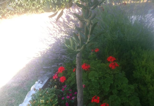 Ferienwohnung in Lopar - Ferienwohnung in Lopar mit Terrasse, Klimaanlage, W-LAN (568-1) Ferienwohnung in Lopar - Ferienwohnung in Lopar mit Terrasse, Klimaanlage, W-LAN (568-1)