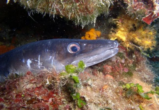 Ferienwohnung in Lopar - Ferienwohnung in Lopar mit Terrasse, Klimaanlage, W-LAN (568-1) Ferienwohnung in Lopar - Ferienwohnung in Lopar mit Terrasse, Klimaanlage, W-LAN (568-1)