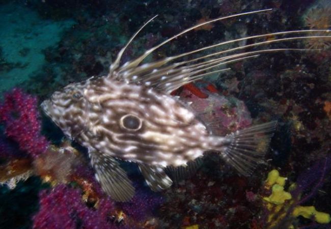 Ferienwohnung in Lopar - Ferienwohnung in Lopar mit Terrasse, Klimaanlage, W-LAN (568-1) Ferienwohnung in Lopar - Ferienwohnung in Lopar mit Terrasse, Klimaanlage, W-LAN (568-1)
