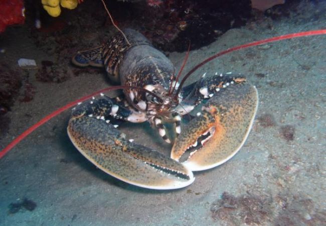 Ferienwohnung in Lopar - Ferienwohnung in Lopar mit Terrasse, Klimaanlage, W-LAN (568-1) Ferienwohnung in Lopar - Ferienwohnung in Lopar mit Terrasse, Klimaanlage, W-LAN (568-1)