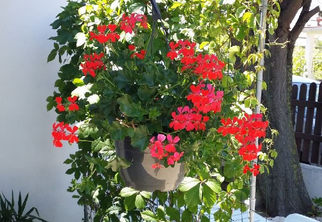 Ferienwohnung in Privlaka - Ferienwohnung in Sabunike mit Terrasse, Klimaanlage, W-LAN, Waschmaschine (231-1) Ferienwohnung in Privlaka - Ferienwohnung in Sabunike mit Terrasse, Klimaanlage, W-LAN, Waschmaschine (231-1)