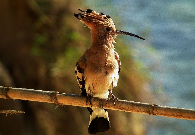 Ferienwohnung in Nin - Ferienwohnung in Nin mit Terrasse, Klimaanlage, W-LAN (864-1) Ferienwohnung in Nin - Ferienwohnung in Nin mit Terrasse, Klimaanlage, W-LAN (864-1)
