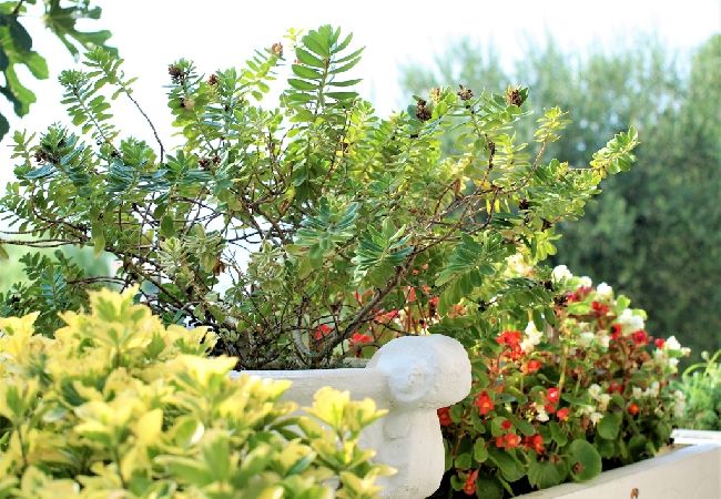 Ferienwohnung in Lopar - Ferienwohnung in Lopar mit Meerblick, Terrasse, Klimaanlage, W-LAN (613-4) Ferienwohnung in Lopar - Ferienwohnung in Lopar mit Meerblick, Terrasse, Klimaanlage, W-LAN (613-4)