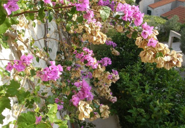 Ferienwohnung in Bol - Ferienwohnung in Bol mit Meerblick, Balkon, Klimaanlage, W-LAN (3416-1) Ferienwohnung in Bol - Ferienwohnung in Bol mit Meerblick, Balkon, Klimaanlage, W-LAN (3416-1)