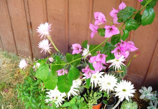 Ferienwohnung in Pakoštane - Ferienwohnung in Pakoštane mit Terrasse, W-LAN (3539-3) Ferienwohnung in Pakoštane - Ferienwohnung in Pakoštane mit Terrasse, W-LAN (3539-3)