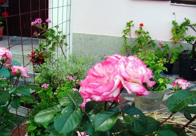 Ferienwohnung in Pakoštane - Ferienwohnung in Pakoštane mit Terrasse, W-LAN (3539-3) Ferienwohnung in Pakoštane - Ferienwohnung in Pakoštane mit Terrasse, W-LAN (3539-3)