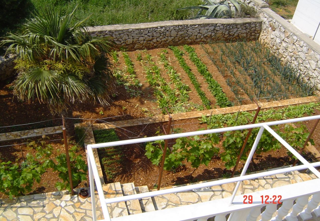 Ferienwohnung in Novalja - Ferienwohnung in Novalja mit Meerblick, Terrasse, Klimaanlage, W-LAN (3572-1)