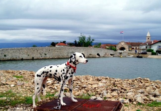 Ferienwohnung in Nin - Ferienwohnung in Nin mit Terrasse, Klimaanlage, W-LAN (3722-1) Ferienwohnung in Nin - Ferienwohnung in Nin mit Terrasse, Klimaanlage, W-LAN (3722-1)