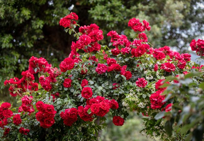 Ferienwohnung in Mundanije - Ferienwohnung in Mundanije mit Meerblick, Terrasse, Klimaanlage, W-LAN (3748-4) Ferienwohnung in Mundanije - Ferienwohnung in Mundanije mit Meerblick, Terrasse, Klimaanlage, W-LAN (3748-4)