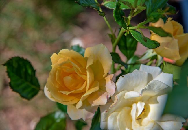 Zimmeranmietung in Bol - Zimmer in Bol mit Terrasse, Klimaanlage, W-LAN (3758-4) Zimmeranmietung in Bol - Zimmer in Bol mit Terrasse, Klimaanlage, W-LAN (3758-4)