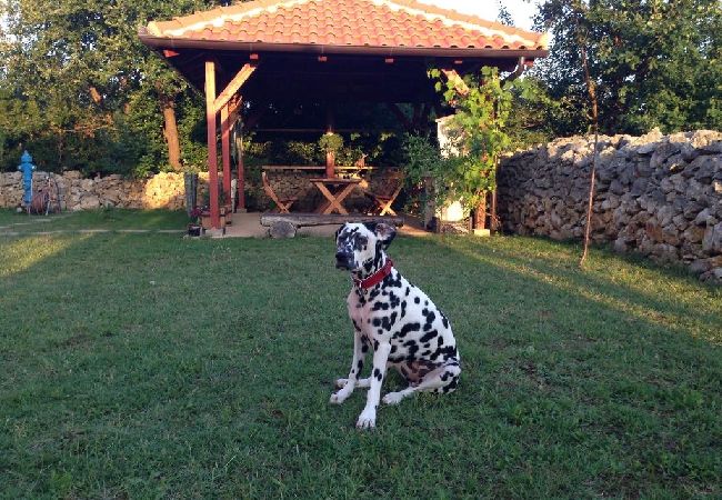 Studio in Nin - Studioapartment in Zaton (Zadar) mit Balkon, Klimaanlage, W-LAN, Waschmaschine (3796-6) Studio in Nin - Studioapartment in Zaton (Zadar) mit Balkon, Klimaanlage, W-LAN, Waschmaschine (3796-6)