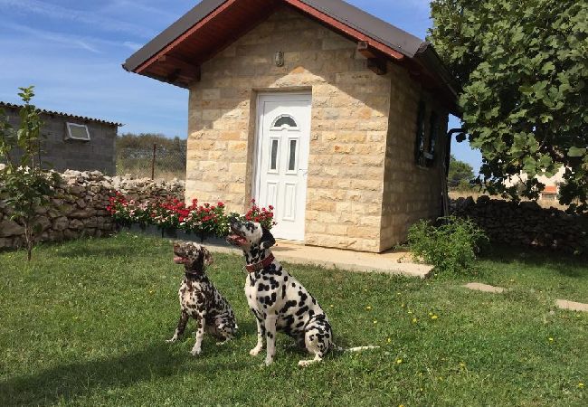 Studio in Nin - Studioapartment in Zaton (Zadar) mit Balkon, Klimaanlage, W-LAN, Waschmaschine (3796-6) Studio in Nin - Studioapartment in Zaton (Zadar) mit Balkon, Klimaanlage, W-LAN, Waschmaschine (3796-6)
