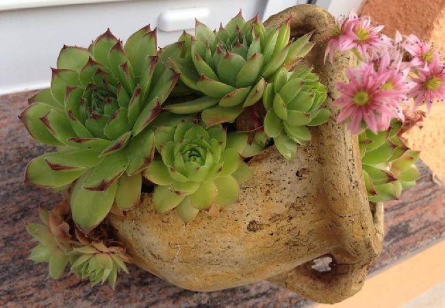 Studio in Nin - Studioapartment in Zaton (Zadar) mit Balkon, Klimaanlage, W-LAN, Waschmaschine (3796-6) Studio in Nin - Studioapartment in Zaton (Zadar) mit Balkon, Klimaanlage, W-LAN, Waschmaschine (3796-6)