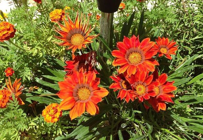 Studio in Nin - Studioapartment in Zaton (Zadar) mit Balkon, Klimaanlage, W-LAN, Waschmaschine (3796-6) Studio in Nin - Studioapartment in Zaton (Zadar) mit Balkon, Klimaanlage, W-LAN, Waschmaschine (3796-6)