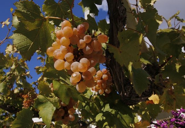 Ferienwohnung in Duce - Ferienwohnung in Duće mit Meerblick, Balkon, Klimaanlage, W-LAN (4172-1) Ferienwohnung in Duce - Ferienwohnung in Duće mit Meerblick, Balkon, Klimaanlage, W-LAN (4172-1)