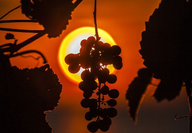 Ferienwohnung in Bašanija - Ferienwohnung in Bašanija mit Meerblick, Terrasse, Klimaanlage, W-LAN (113-3) Ferienwohnung in Bašanija - Ferienwohnung in Bašanija mit Meerblick, Terrasse, Klimaanlage, W-LAN (113-3)