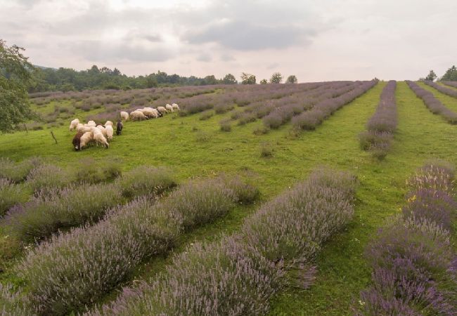Ferienwohnung in Rakovica - Ferienwohnung in Rakovica mit W-LAN (601-3) Ferienwohnung in Rakovica - Ferienwohnung in Rakovica mit W-LAN (601-3)