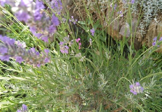 Zimmeranmietung in Trogir - Zimmer in Trogir mit Meerblick, Klimaanlage, W-LAN, Waschmaschine (4655-4) Zimmeranmietung in Trogir - Zimmer in Trogir mit Meerblick, Klimaanlage, W-LAN, Waschmaschine (4655-4)