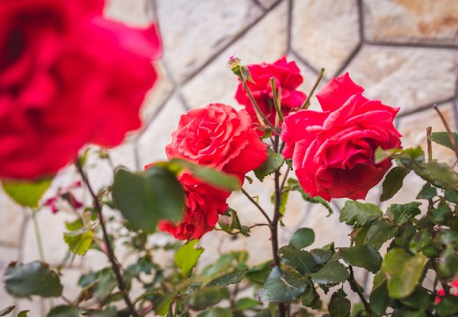 Studio in Lopar - Studioapartment in Lopar mit Klimaanlage, W-LAN (4886-5) Studio in Lopar - Studioapartment in Lopar mit Klimaanlage, W-LAN (4886-5)